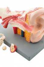 Human Ear Model