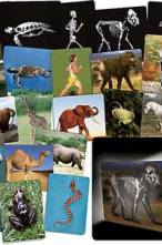 What's Inside Animals