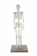 Half Size Skeleton