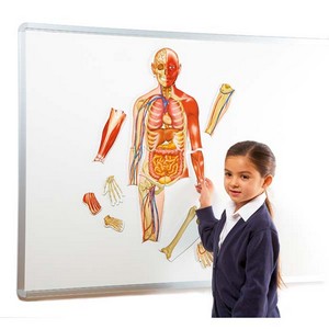 Double Sided Magnetic Human Body
