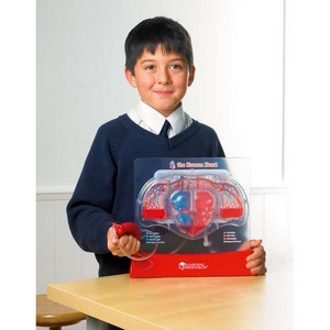 Pumping Heart Model