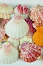 Shells 500g